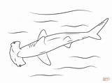 Coloring Shark Hammerhead Pages Printable Drawing Great Drawings Medium sketch template