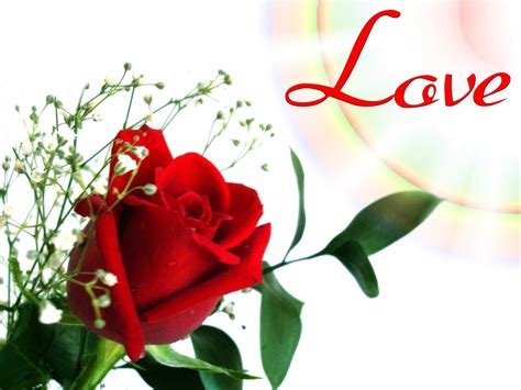 latest red rose flowers wallpapers entertainment