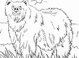 Coloring Alaska Animals Alaskan Grizzly Bear Coloringbay sketch template