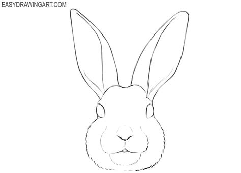 draw  bunny face easy drawing art