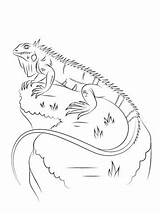 Iguana Coloring Pages Marine Lizards Leguaan Printable Kleurplaat Google Large Drawing Drawings Worksheets sketch template