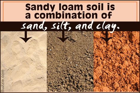 sandy loam soil characteristics  gardening lover