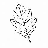 Leaf Oak Outline Printable Template Clipart Clip Jungle Leaves Stencil Patterns Maple Templates Drawing Coloring Pages Use Library Apple Cliparts sketch template