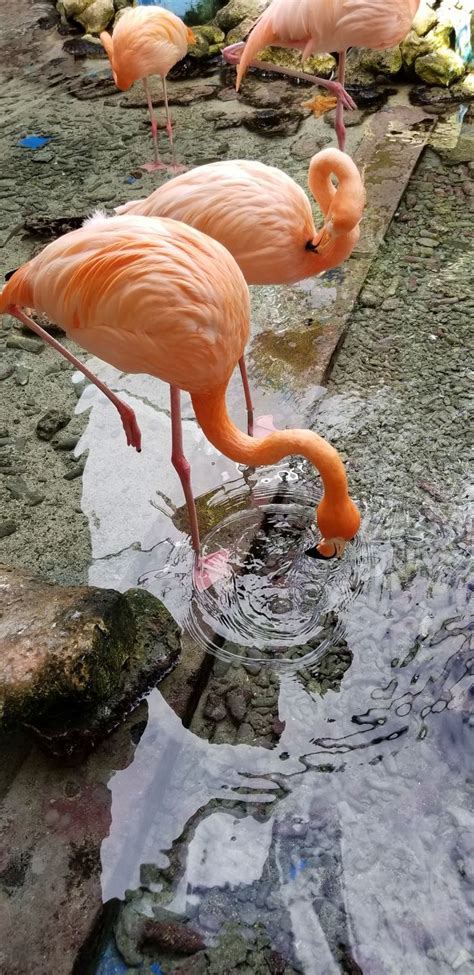 flamingos curacao island curacao flamingo