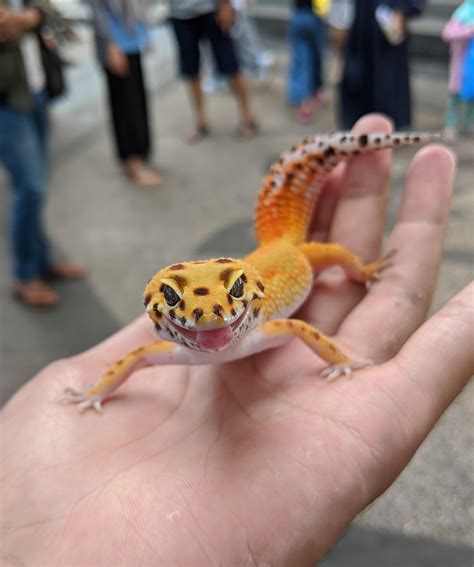 whos doesnt love thicc girl lol rleopardgeckos