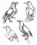 Raven Common Coloring Stock 75kb 1068 1300px Stockfreeimages Getdrawings Bird Drawing sketch template