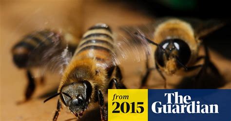Golfer Dies From Dozens Of Bee Stings After Searching For Ball In Woods
