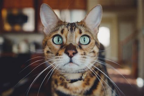 Free Images Fauna Close Up Whiskers Vertebrate Tabby Cat Bengal