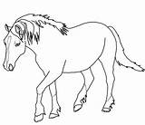 Horse Coloring Pages Palomino Welsh Horses Color Print Pony Rearing Printable Shetland Drawing Outlines Draft Cute Getcolorings Fancy Supercoloring Getdrawings sketch template