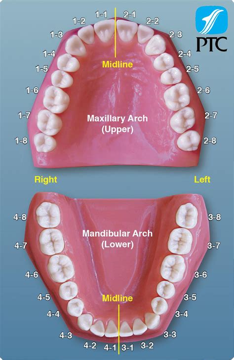 anatomical dental chart