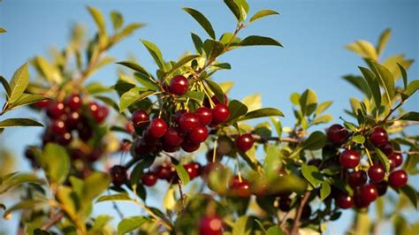 The Secret Cherry Taking Over Canada Bbc Travel