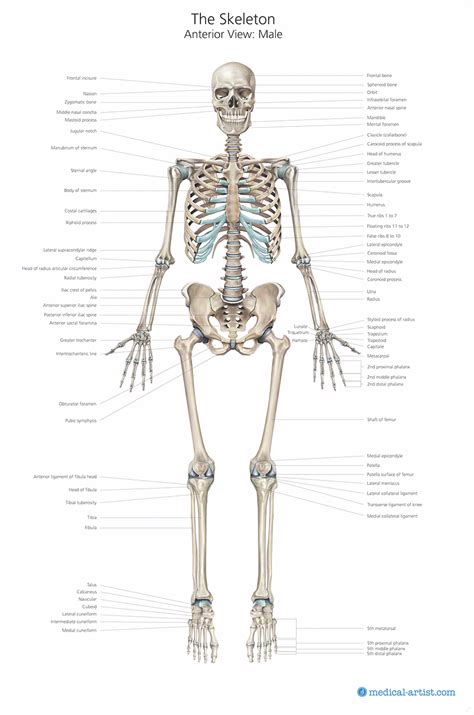 skeleton illustrations medical illustrations   skeletal system