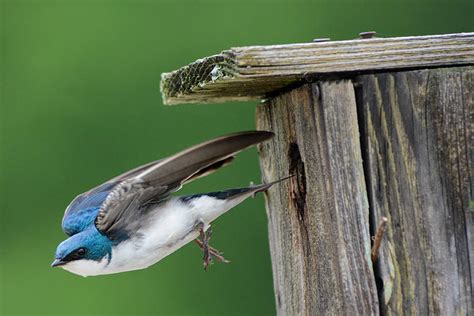 tree swallow leaving nesting box  photograph  wildbird photographs fine art america