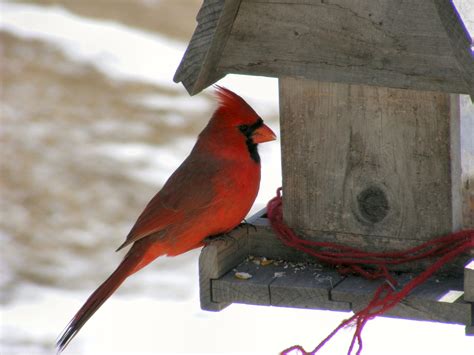 birdhouse  cardinals birdhouseplancom