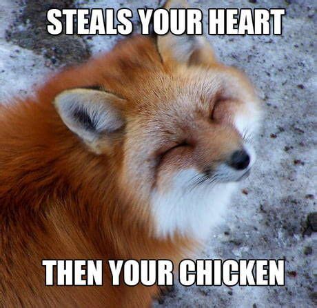 todays freshest pics  memes fox memes funny fox fox