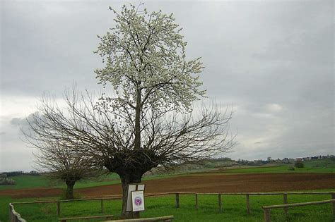 amazing cherry tree grew  top   tree