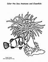 Anemone Coloring Sea Clownfish Pages Designlooter Piece Getdrawings Sized Below Support Click Getcolorings Nature Color 5kb 792px sketch template