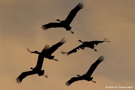 image stock photo common cranes flying thomas reich bilderreich