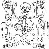 Skeleton Coloring Pages Bones Printable His Part Print Craft Color Kids Head Human Body Skeletons Halloween Netart Visit Activities Worksheets sketch template