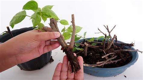bougainvillea propagation  stem cuttings  soil youtube