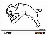 Coloring Caracal Pages Cartoon Library Clipart sketch template