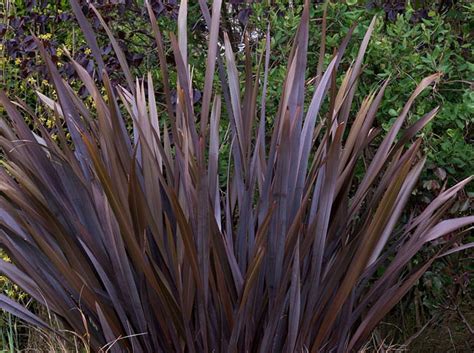 zealand flax purple phormium tenax purpureum ubicaciondepersonas