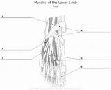 Anatomy Printable Muscle Leg Worksheets Worksheet Muscles Lower Worksheeto Coloring Human Via Bones sketch template