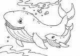 Whale Coloring Pages Kids Humpback Printable Kleurplaat Ballenas Walvissen sketch template