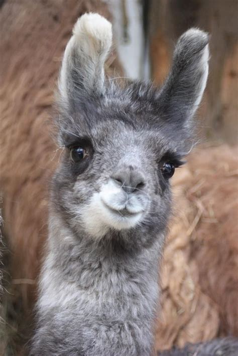 images  llamas alpacas  pinterest funny llama