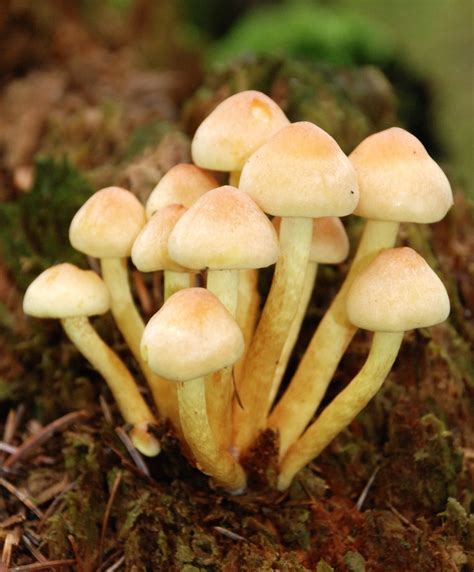 Forestry Learning Fungi Definition Fungi Are