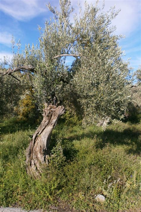 bestes olivenoel willkommen  der oelmuehle berlin und im onlineshop