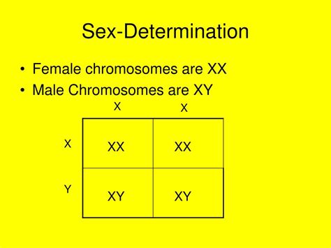 Ppt Chapter 4 Genetics Powerpoint Presentation Free Download Id