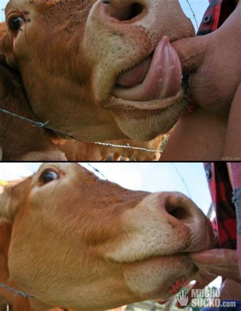 cow sucking dick