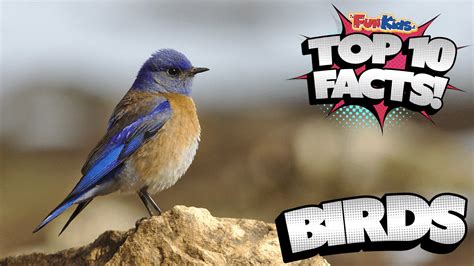 top  facts  birds fun kids  uks childrens radio station