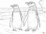 Humboldt Pinguin Ausmalbild Ausmalbilder Pinguine Lernen sketch template
