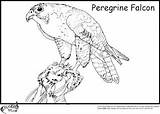 Pages Coloring Hawk Falcon Peregrine Prey Guess Everything Awesome Just So sketch template