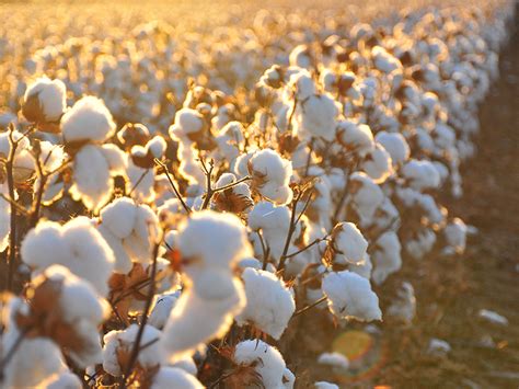 organic cotton  worse   environment  spent