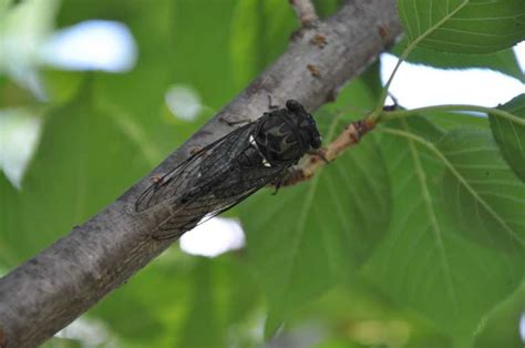 Cicadas