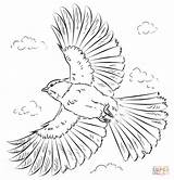 Draw Drawing Chickadee Step Coloring Flight Pages Flying Hawk Capped Printable Line Tracing sketch template