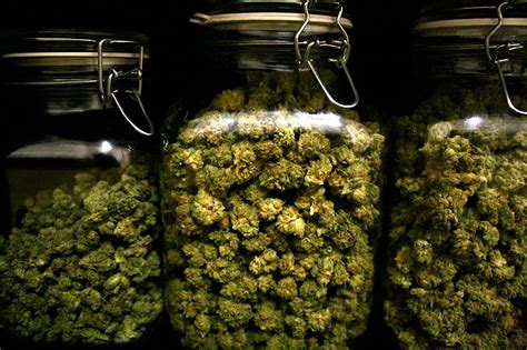 store weed grasscity forums   marijuana community