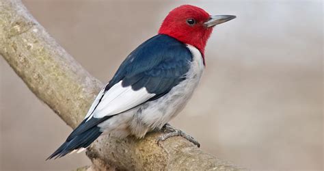 red headed woodpecker identification   birds cornell lab  ornithology
