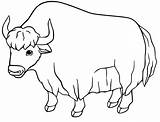 Yak Coloringall sketch template