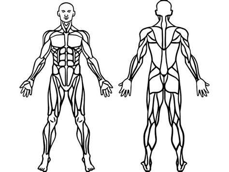 muscular system clipart    clipartmag