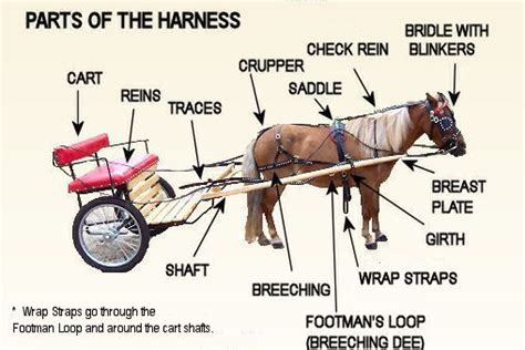 nikkis pony express amish  harness carts size chart mini horse miniature horse