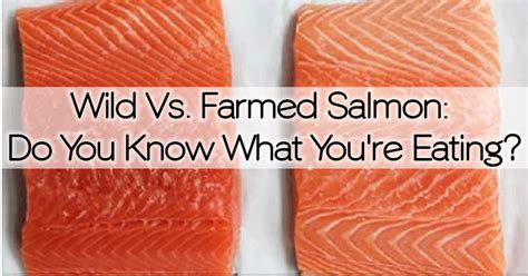 wild  farmed salmon     youre eating healthy