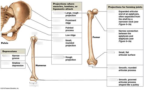 anatomy  physiology projections   bone diagram quizlet
