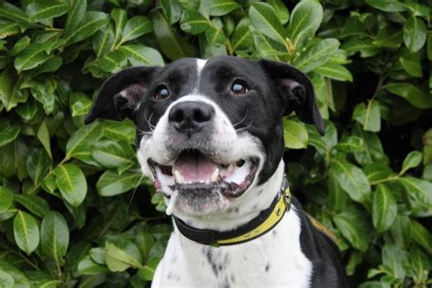 archie dogs trust shelter dogs rescue dogs dogs trust rehoming staffies staffordshire