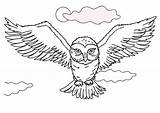 Owl Pages Coloring Potter Harry Hedwig Colornimbus Color Colouring sketch template