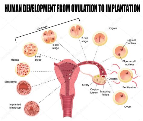 human development from ovulation to implantation — stock vector