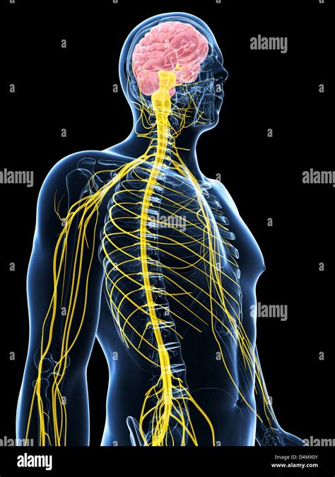 maennlichen nervensystems stockfoto bild  alamy